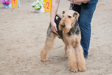 Airedale terrier dog at a dog show