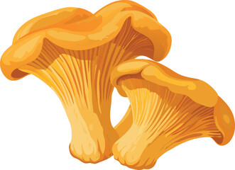 Two fresh chanterelle mushrooms growing together on white background © fiore26