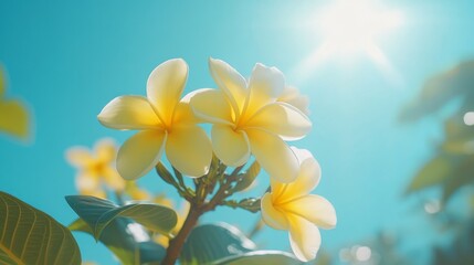 Fototapeta premium Close-up of three vibrant yellow plumeria flowers basking in bright sunlight against a clear blue sky.