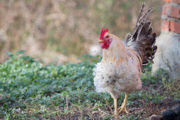 A colorful chicken in a farmyard in the countryside