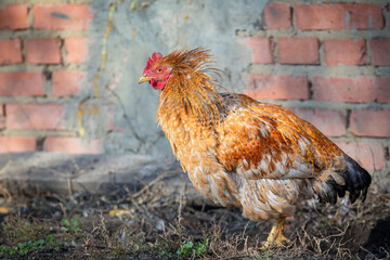 A colorful chicken in a farmyard in the countryside