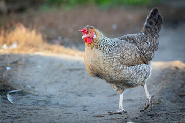 A colorful chicken in a farmyard in the countryside