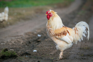 Close-up  view of beautiful  white cock outdoors on meadow at farm