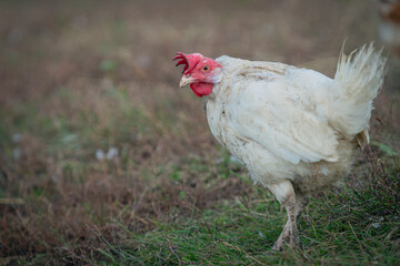Big organic roaming natural white and village chicken
