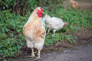 Close-up  view of beautiful  white cock outdoors on meadow at farm