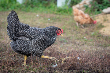 A colorful chicken in a farmyard in the countryside