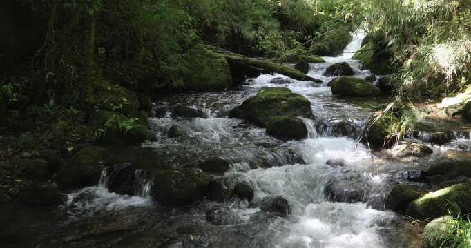 Small wild mountain river Rio Savegre. Stunning landscape of wilderness and pure nature. San Gerardo de Dota, Costa Rica.