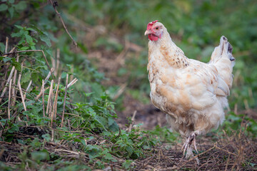 Proud white young chicken free range in garden