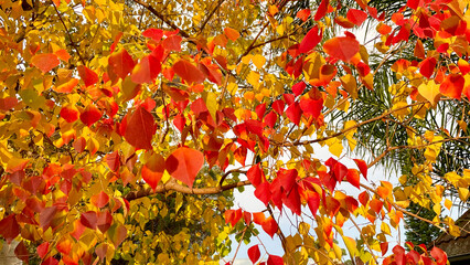 A vibrant display of autumn leaves in shades of red, orange, and yellow, set against a backdrop of greenery and soft sunlight. Perfect for seasonal, nature, and outdoor-themed projects.