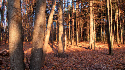 A sunny autumn forest with fallen leaves, long shadows 