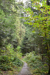 Ukraine, Carpathians. Deep green forest after rain. Path among large pine trees, green foliage, light through tree branches. Wild nature landscape, woodland view.