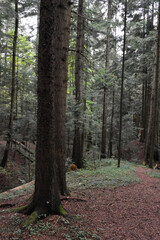 Ukraine, Carpathians. Deep pine forest, large evergreen trees with mossy roots. Wild nature, overcast day. Moody landscape, woodland view.