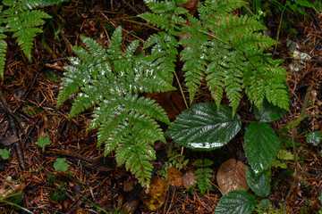Ukraine, Carpathians. Green fern plant after rain among moss and fallen leaves in deep autumn forest.