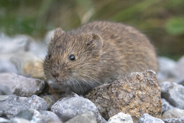 Eine Feldmaus in der Seitenansicht zwischen Steinen