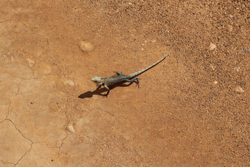 Yala Nationalpark