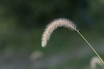 エノコログサ