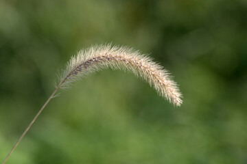 Obraz premium エノコログサ