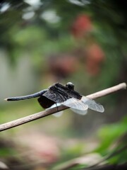 Resting Dragonfly on a Branch