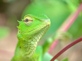 Vibrant Green Lizard Among Foliage
