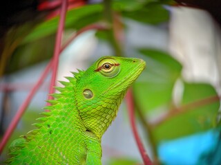 Vibrant Green Lizard Among Foliage