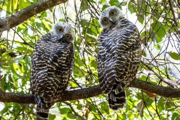 Australian Juvenile Powerful Owls roosting by day in tree canopy