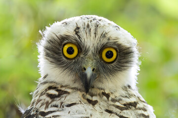 Australian Juvenile Powerful Owl roosting by day in tree canopy