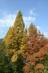 京都大原　秋の風景　京都市左京区