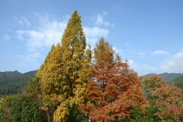 京都大原　秋の風景　京都市左京区