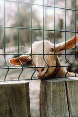 Oveja enjaulada mirando a cámara