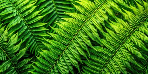 Nature's Embrace: Top View of Lush Green Fern Leaves Background for Fashion Photography Inspiration, Natural Textures, Organic Vibes, Botanical Aesthetics, Eco-Friendly Styles