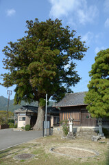 京都大原　三千院道の大樹と浄楽堂　京都市左京区