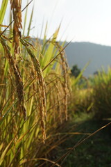 Golden rice in the valley north of Thailand, rice ready to harvest 