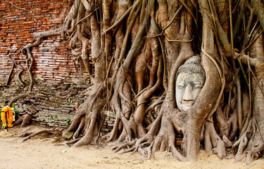 Buddha's head in a tree