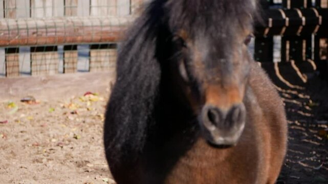 Brown and black pony stands in an enclosure with a wooden fence, looking around and displaying various expressions in a sunny rural setting, showcasing its playful and curious nature