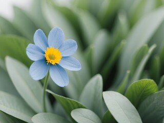 Obraz premium A blue flower with yellow center is surrounded by green leaves.