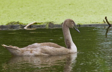 sleeping young swan in the pond, young grey swan with closed eyes, plumage of the still grey mute swan, fluffy water bird, green background of duckweed