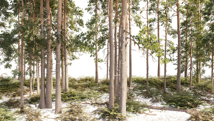 Coniferous forest with the ground covered with grass on isolated background © Nawaphon