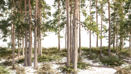 Coniferous forest with the ground covered with grass on isolated background