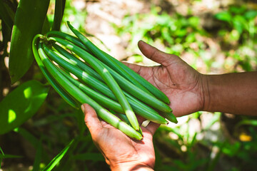 hand-picked Green vanilla beans, Vanilla pollination, Vanilla cultivation.