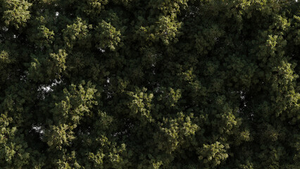 Aerial view on green pine forest