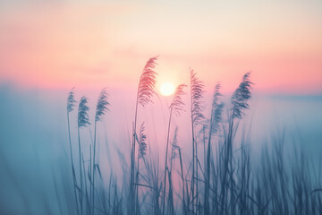 Fototapeta premium Schilfrohr im Nebel bei Sonnenaufgang 