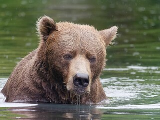 Alaskan brown bear in Big River Lakes, Alaska, USA