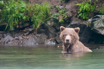 Alaskan brown bear in Big River Lakes, Alaska, USA