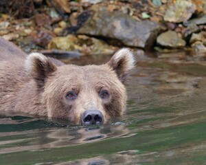 Alaskan brown bear in Big River Lakes, Alaska, USA