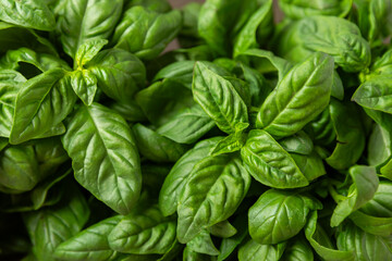 Green basil leaves on a textured wooden background. Kitchen herbs, spices. Fresh green organic basil. Vegan. Greens for salad. Place for text. Copy space.