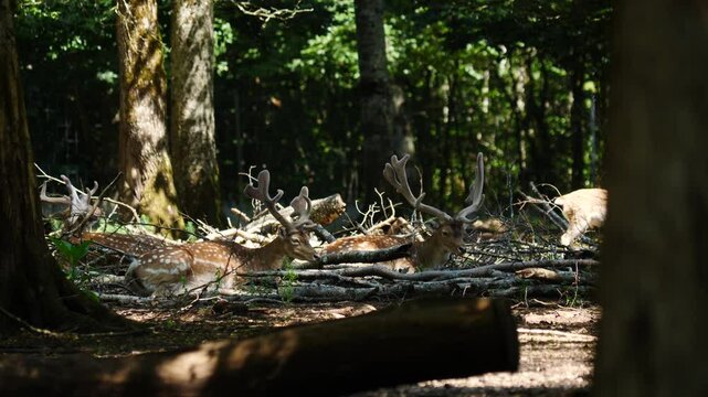 Fallow deer in natural environment. Vision Park in Auberive region, France. Slow motion
