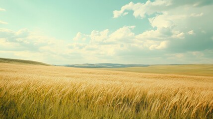 Wheat field and blue sky with clouds - retro, vintage style