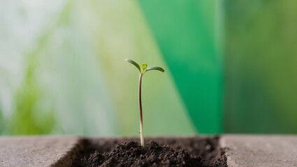 Young plant sprouting in soil with lush background.
