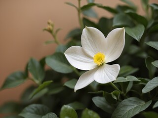 Obraz premium White flower blooming among lush green foliage.