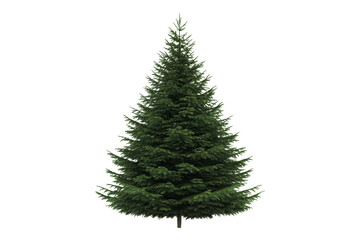 Fototapeta premium Nature scene evergreen tree botanical illustration isolated background natural beauty concept